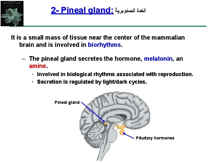 2 - Pineal gland: ﺍﻟﻐﺪﺓ ﺍﻟﺼﻨﻮﺑﺮﻳﺔ It is a small mass of tissue near