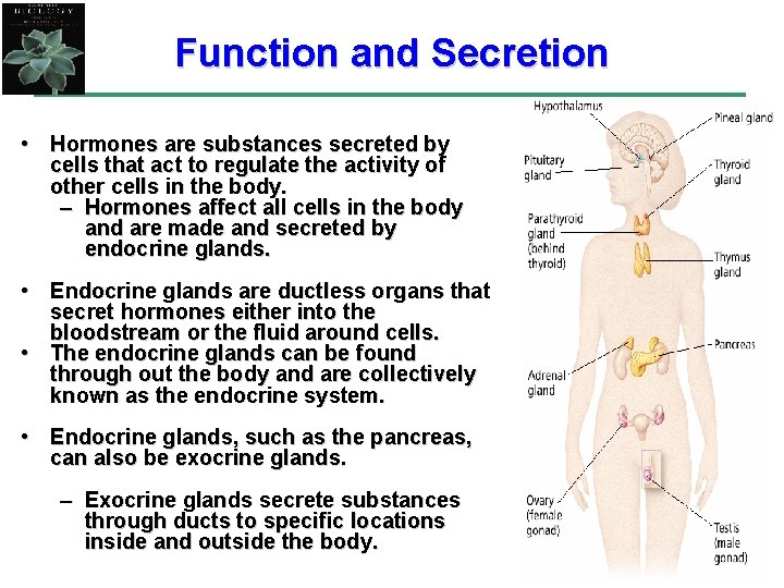 Function and Secretion • Hormones are substances secreted by cells that act to regulate