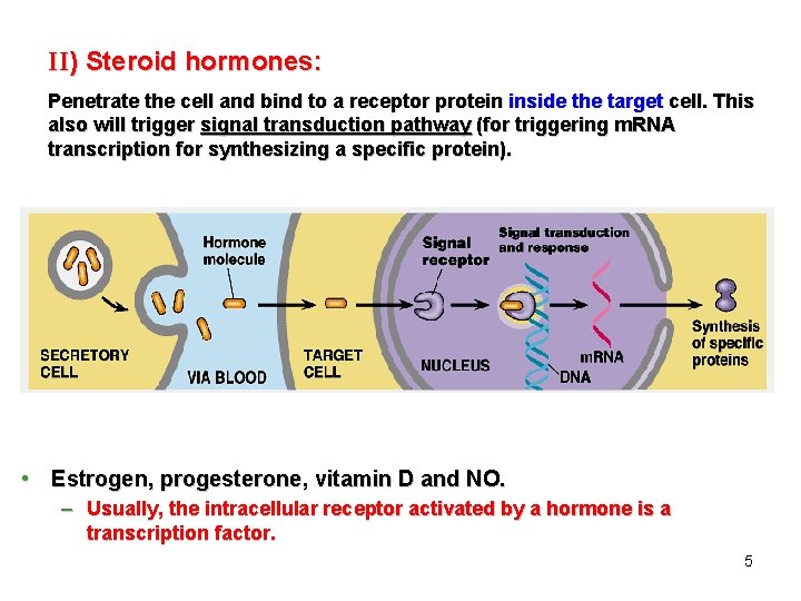 II) Steroid hormones: Penetrate the cell and bind to a receptor protein inside the