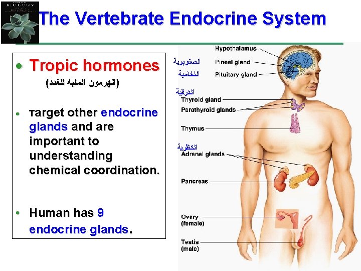 The Vertebrate Endocrine System · Tropic hormones ( )ﺍﻟﻬﺮﻣﻮﻥ ﺍﻟﻤﻨﺒﻪ ﻟﻠﻐﺪﺩ other endocrine glands