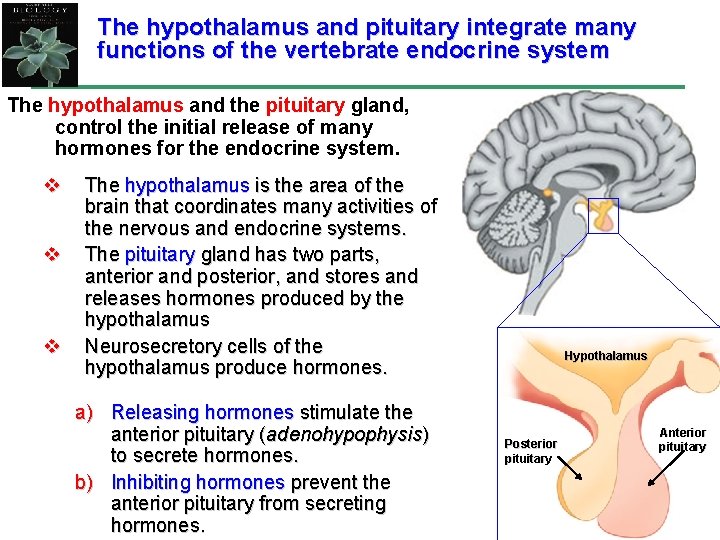 The hypothalamus and pituitary integrate many functions of the vertebrate endocrine system The hypothalamus