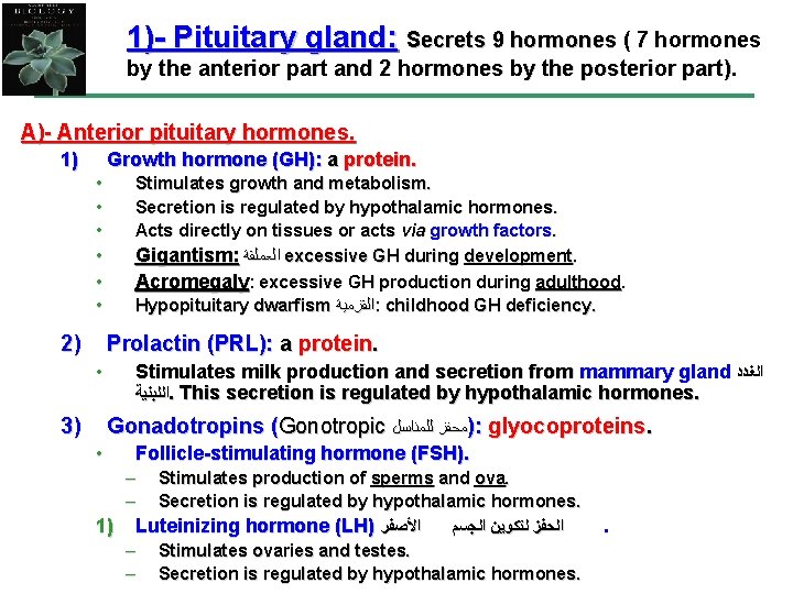 1)- Pituitary gland: Secrets 9 hormones ( 7 hormones by the anterior part and