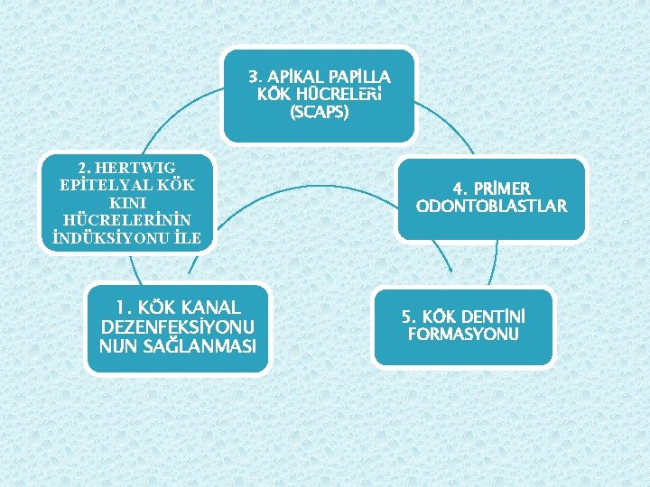 3. APİKAL PAPİLLA KÖK HÜCRELERİ (SCAPS) 2. HERTWIG EPİTELYAL KÖK KINI HÜCRELERİNİN İNDÜKSİYONU İLE