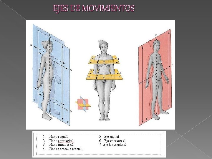 EJES DE MOVIMIENTOS 