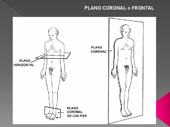 PLANO CORONAL o FRONTAL 