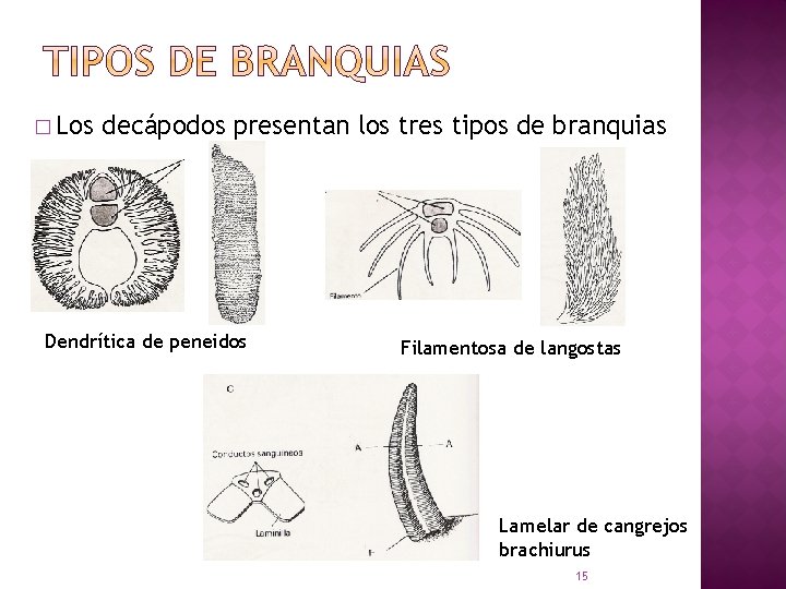 � Los decápodos presentan los tres tipos de branquias Dendrítica de peneidos Filamentosa de