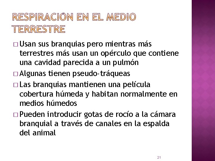 � Usan sus branquias pero mientras más terrestres más usan un opérculo que contiene