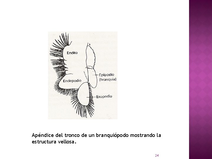 Apéndice del tronco de un branquiópodo mostrando la estructura vellosa. 24 