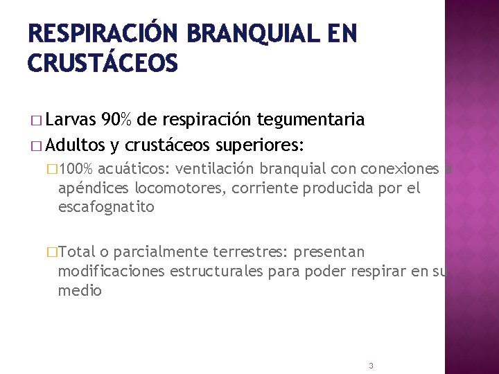 RESPIRACIÓN BRANQUIAL EN CRUSTÁCEOS � Larvas 90% de respiración tegumentaria � Adultos y crustáceos