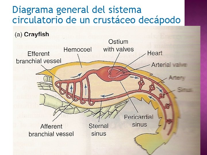 Diagrama general del sistema circulatorio de un crustáceo decápodo 8 