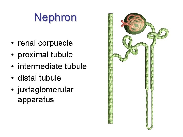 Nephron • • • renal corpuscle proximal tubule intermediate tubule distal tubule juxtaglomerular apparatus Nephron • • • renal corpuscle proximal tubule intermediate tubule distal tubule juxtaglomerular apparatus