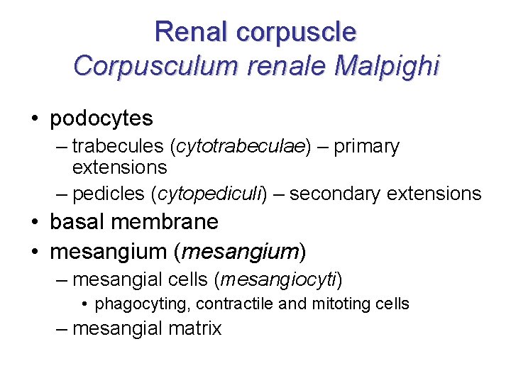 Renal corpuscle Corpusculum renale Malpighi • podocytes – trabecules (cytotrabeculae) – primary extensions – Renal corpuscle Corpusculum renale Malpighi • podocytes – trabecules (cytotrabeculae) – primary extensions –