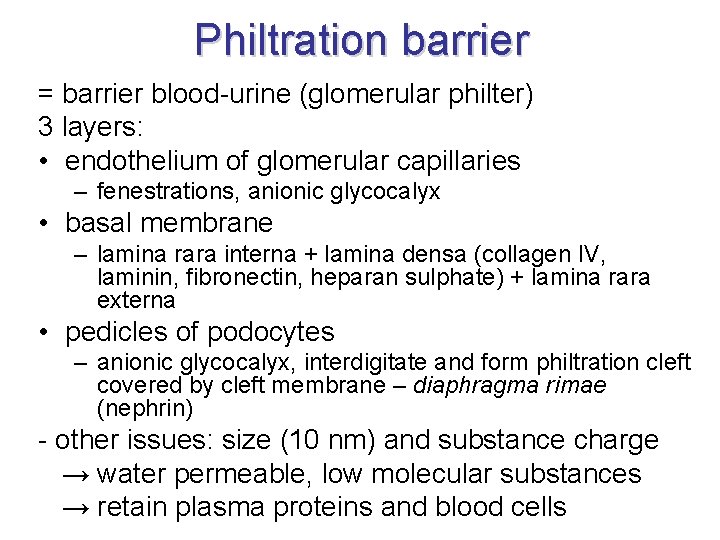 Philtration barrier = barrier blood-urine (glomerular philter) 3 layers: • endothelium of glomerular capillaries Philtration barrier = barrier blood-urine (glomerular philter) 3 layers: • endothelium of glomerular capillaries