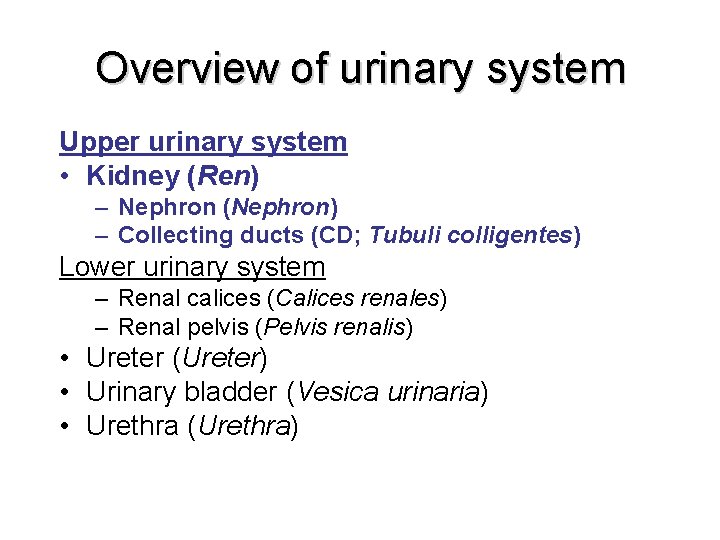 Overview of urinary system Upper urinary system • Kidney (Ren) – Nephron (Nephron) – Overview of urinary system Upper urinary system • Kidney (Ren) – Nephron (Nephron) –