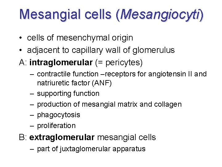 Mesangial cells (Mesangiocyti) • cells of mesenchymal origin • adjacent to capillary wall of Mesangial cells (Mesangiocyti) • cells of mesenchymal origin • adjacent to capillary wall of