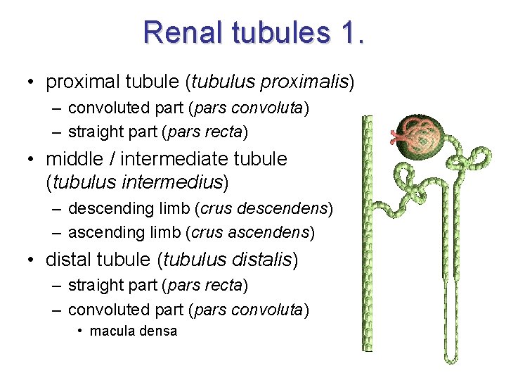 Renal tubules 1. • proximal tubule (tubulus proximalis) – convoluted part (pars convoluta) – Renal tubules 1. • proximal tubule (tubulus proximalis) – convoluted part (pars convoluta) –