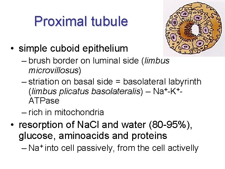 Proximal tubule • simple cuboid epithelium – brush border on luminal side (limbus microvillosus) Proximal tubule • simple cuboid epithelium – brush border on luminal side (limbus microvillosus)
