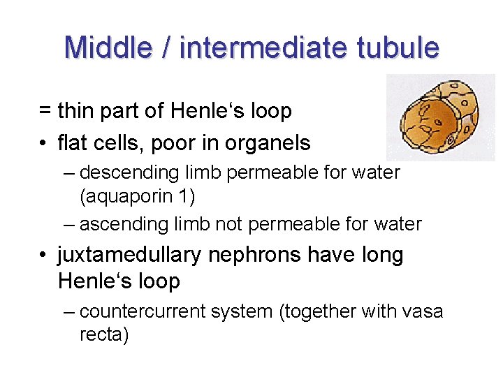 Middle / intermediate tubule = thin part of Henle‘s loop • flat cells, poor Middle / intermediate tubule = thin part of Henle‘s loop • flat cells, poor
