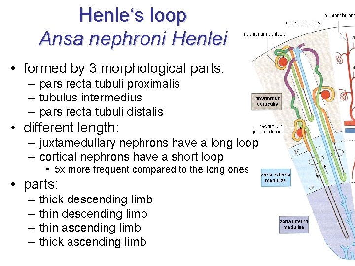 Henle‘s loop Ansa nephroni Henlei • formed by 3 morphological parts: – pars recta Henle‘s loop Ansa nephroni Henlei • formed by 3 morphological parts: – pars recta