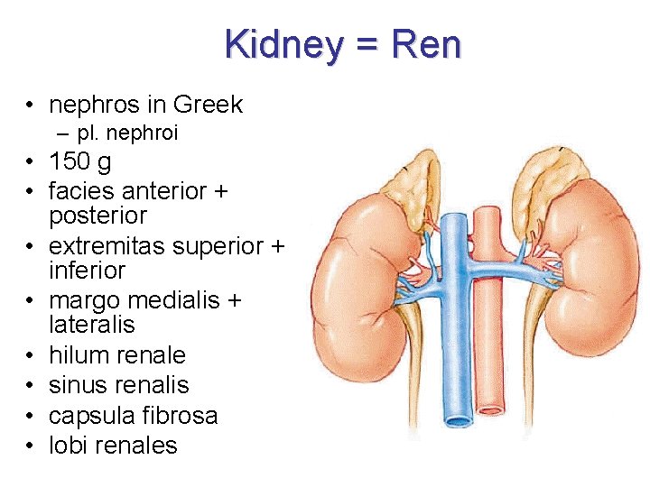 Kidney = Ren • nephros in Greek – pl. nephroi • 150 g • Kidney = Ren • nephros in Greek – pl. nephroi • 150 g •