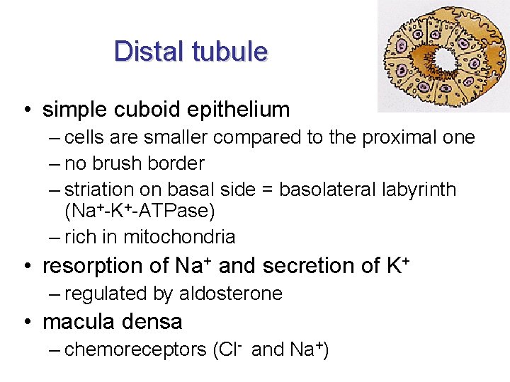 Distal tubule • simple cuboid epithelium – cells are smaller compared to the proximal Distal tubule • simple cuboid epithelium – cells are smaller compared to the proximal