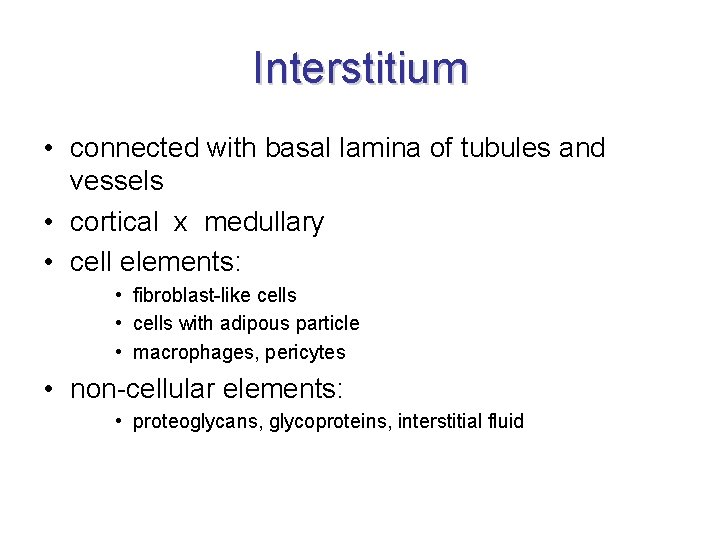 Interstitium • connected with basal lamina of tubules and vessels • cortical x medullary Interstitium • connected with basal lamina of tubules and vessels • cortical x medullary