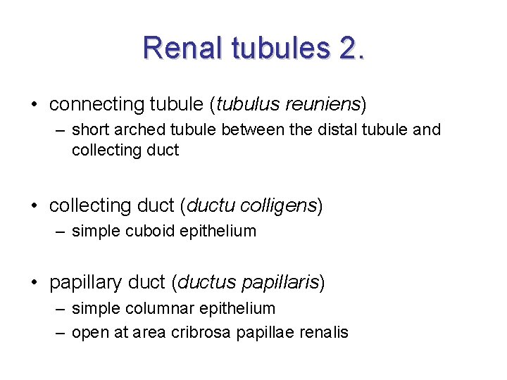 Renal tubules 2. • connecting tubule (tubulus reuniens) – short arched tubule between the Renal tubules 2. • connecting tubule (tubulus reuniens) – short arched tubule between the