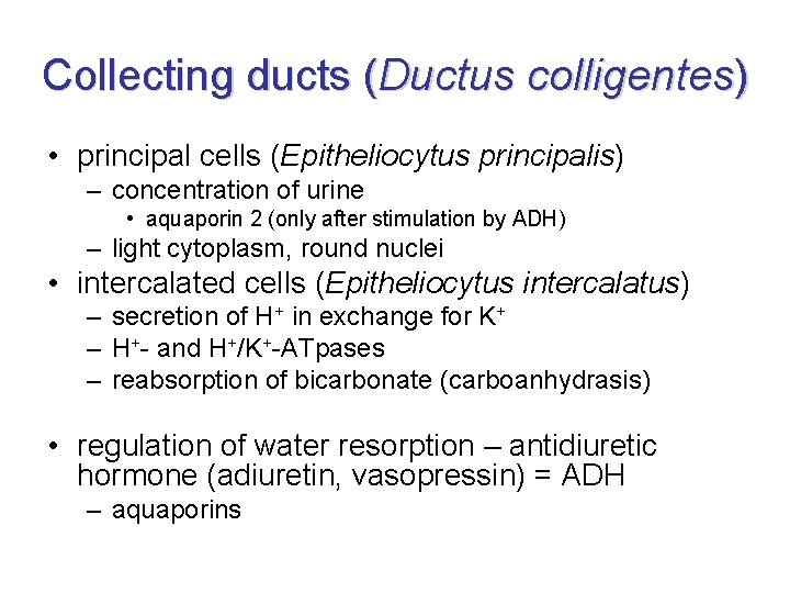 Collecting ducts (Ductus colligentes) • principal cells (Epitheliocytus principalis) – concentration of urine • Collecting ducts (Ductus colligentes) • principal cells (Epitheliocytus principalis) – concentration of urine •