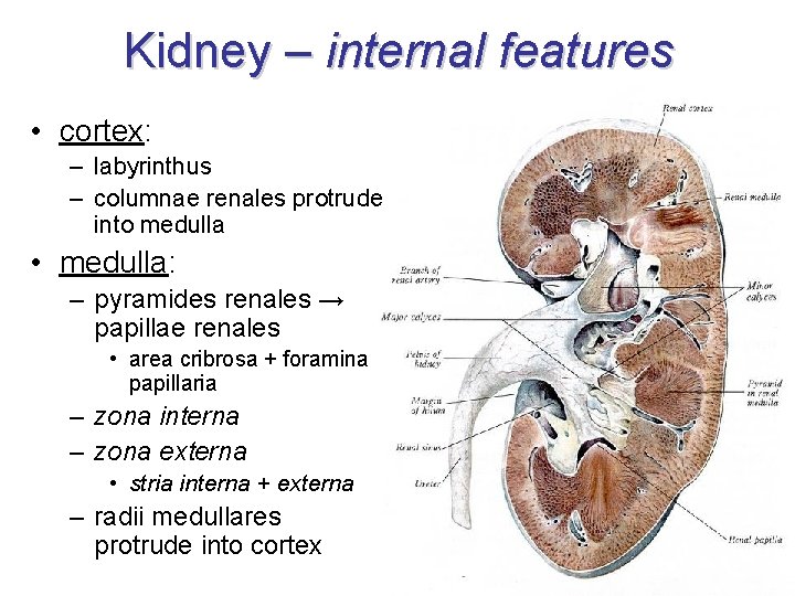 Kidney – internal features • cortex: – labyrinthus – columnae renales protrude into medulla Kidney – internal features • cortex: – labyrinthus – columnae renales protrude into medulla