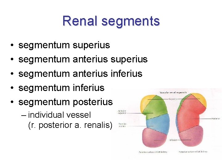 Renal segments • • • segmentum superius segmentum anterius inferius segmentum posterius – individual Renal segments • • • segmentum superius segmentum anterius inferius segmentum posterius – individual