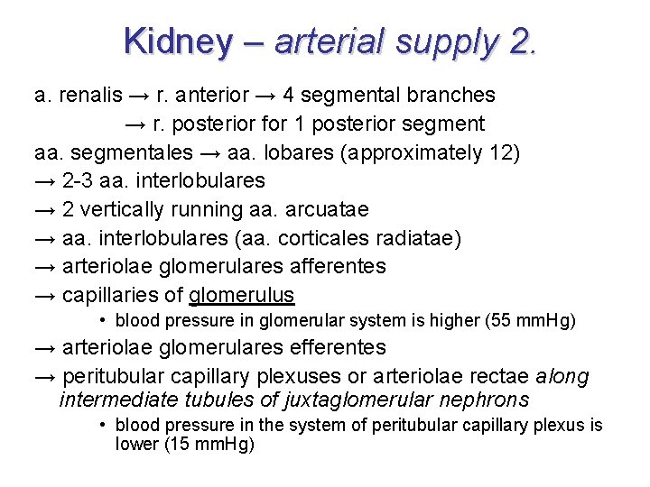 Kidney – arterial supply 2. a. renalis → r. anterior → 4 segmental branches Kidney – arterial supply 2. a. renalis → r. anterior → 4 segmental branches