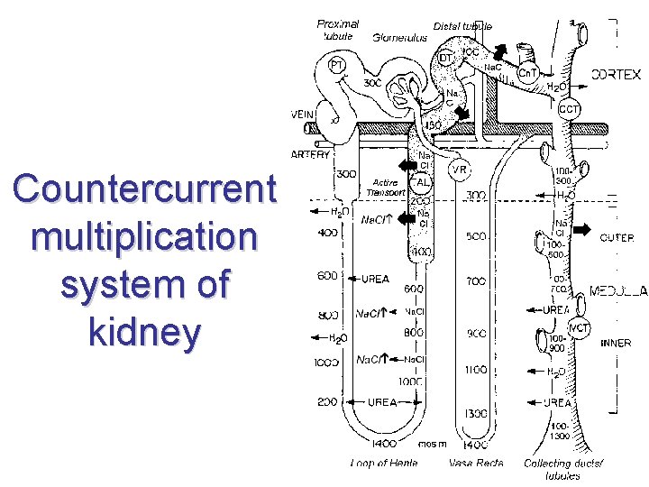 Countercurrent multiplication system of kidney Countercurrent multiplication system of kidney