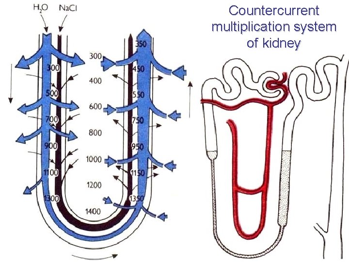 Countercurrent multiplication system of kidney Countercurrent multiplication system of kidney