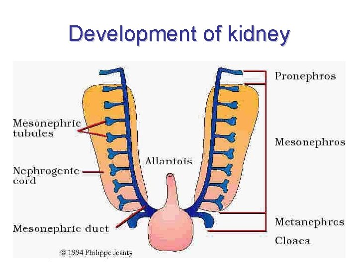 Development of kidney • předledvina = pronephros – nefunkční, „otevřená“ • prvoledvina = mesonephros Development of kidney • předledvina = pronephros – nefunkční, „otevřená“ • prvoledvina = mesonephros