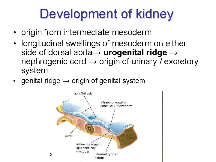 Development of kidney • origin from intermediate mesoderm • longitudinal swellings of mesoderm on Development of kidney • origin from intermediate mesoderm • longitudinal swellings of mesoderm on
