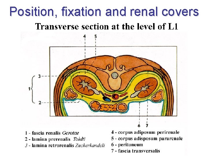 Position, fixation and renal covers Position, fixation and renal covers
