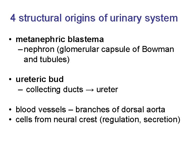 4 structural origins of urinary system • metanephric blastema – nephron (glomerular capsule of 4 structural origins of urinary system • metanephric blastema – nephron (glomerular capsule of