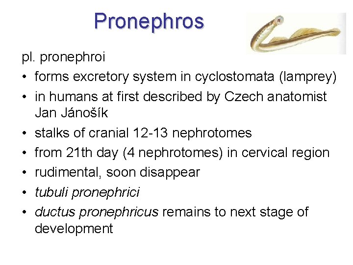 Pronephros pl. pronephroi • forms excretory system in cyclostomata (lamprey) • in humans at Pronephros pl. pronephroi • forms excretory system in cyclostomata (lamprey) • in humans at