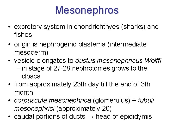 Mesonephros • excretory system in chondrichthyes (sharks) and fishes • origin is nephrogenic blastema Mesonephros • excretory system in chondrichthyes (sharks) and fishes • origin is nephrogenic blastema