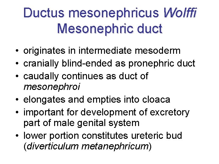 Ductus mesonephricus Wolffi Mesonephric duct • originates in intermediate mesoderm • cranially blind-ended as Ductus mesonephricus Wolffi Mesonephric duct • originates in intermediate mesoderm • cranially blind-ended as