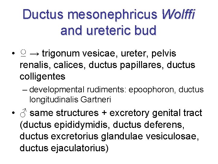 Ductus mesonephricus Wolffi and ureteric bud • ♀ → trigonum vesicae, ureter, pelvis renalis, Ductus mesonephricus Wolffi and ureteric bud • ♀ → trigonum vesicae, ureter, pelvis renalis,