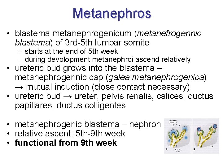 Metanephros • blastema metanephrogenicum (metanefrogennic blastema) of 3 rd-5 th lumbar somite – starts Metanephros • blastema metanephrogenicum (metanefrogennic blastema) of 3 rd-5 th lumbar somite – starts