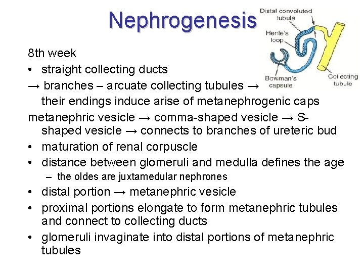 Nephrogenesis 8 th week • straight collecting ducts → branches – arcuate collecting tubules Nephrogenesis 8 th week • straight collecting ducts → branches – arcuate collecting tubules