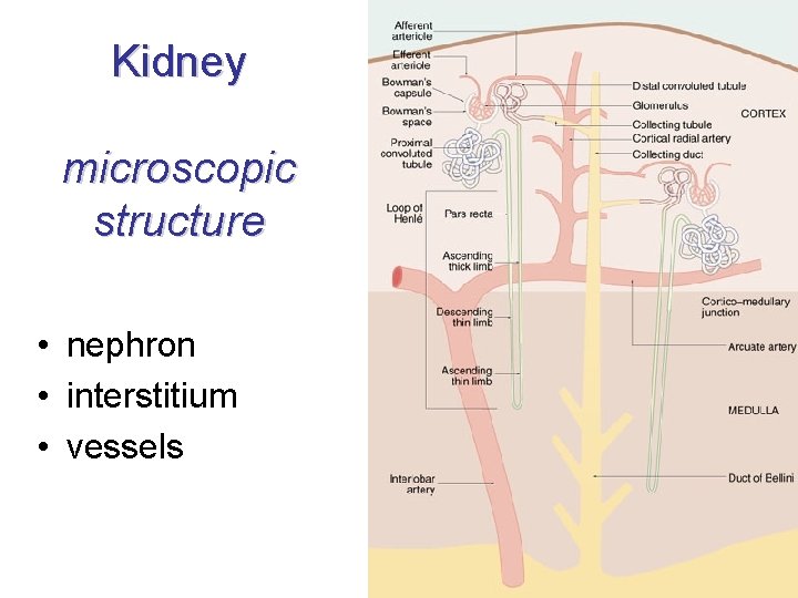 Kidney microscopic structure • nephron • interstitium • vessels Kidney microscopic structure • nephron • interstitium • vessels