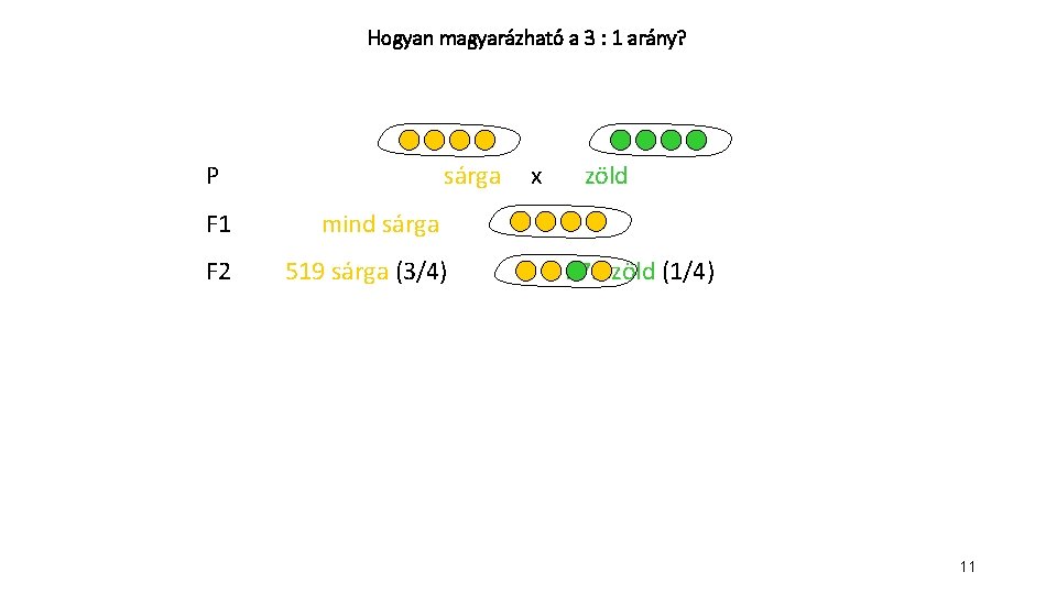 Hogyan magyarázható a 3 : 1 arány? P F 1 F 2 sárga x Hogyan magyarázható a 3 : 1 arány? P F 1 F 2 sárga x