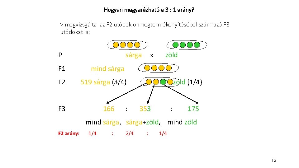 Hogyan magyarázható a 3 : 1 arány? > megvizsgálta az F 2 utódok önmegtermékenyítéséből Hogyan magyarázható a 3 : 1 arány? > megvizsgálta az F 2 utódok önmegtermékenyítéséből
