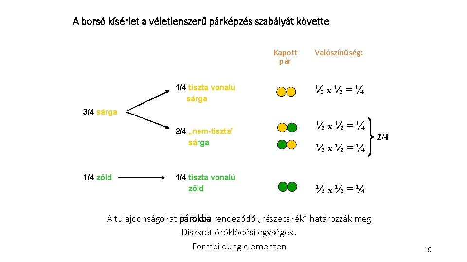 A borsó kísérlet a véletlenszerű párképzés szabályát követte Kapott pár 1/4 tiszta vonalú sárga A borsó kísérlet a véletlenszerű párképzés szabályát követte Kapott pár 1/4 tiszta vonalú sárga
