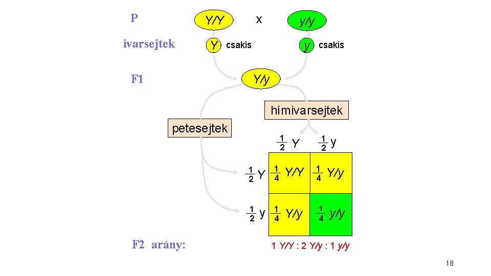 P x Y/Y ivarsejtek Y y/y y csakis F 1 csakis Y/y hímivarsejtek petesejtek P x Y/Y ivarsejtek Y y/y y csakis F 1 csakis Y/y hímivarsejtek petesejtek