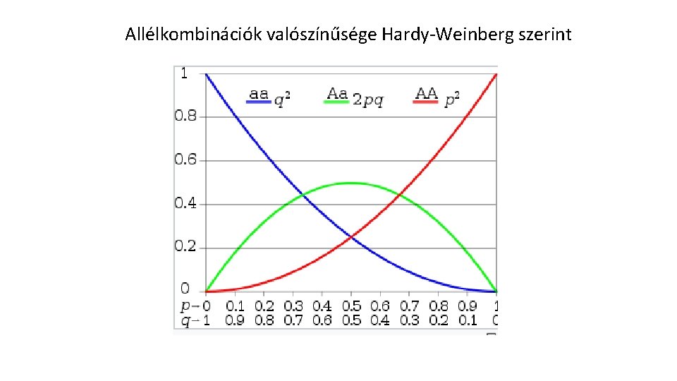 Allélkombinációk valószínűsége Hardy-Weinberg szerint Allélkombinációk valószínűsége Hardy-Weinberg szerint