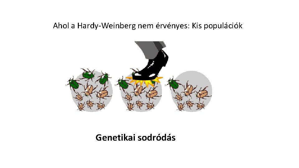 Ahol a Hardy-Weinberg nem érvényes: Kis populációk Genetikai sodródás Ahol a Hardy-Weinberg nem érvényes: Kis populációk Genetikai sodródás